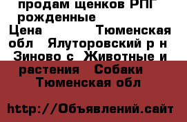 продам щенков РПГ. рожденные  21.05.2017 › Цена ­ 2 000 - Тюменская обл., Ялуторовский р-н, Зиново с. Животные и растения » Собаки   . Тюменская обл.